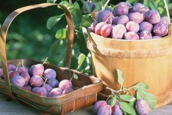 西梅是李子嗎 西梅和李子的區別是什么