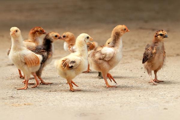 養雞喂什么好 養雞飼料怎么搭配雞長得快