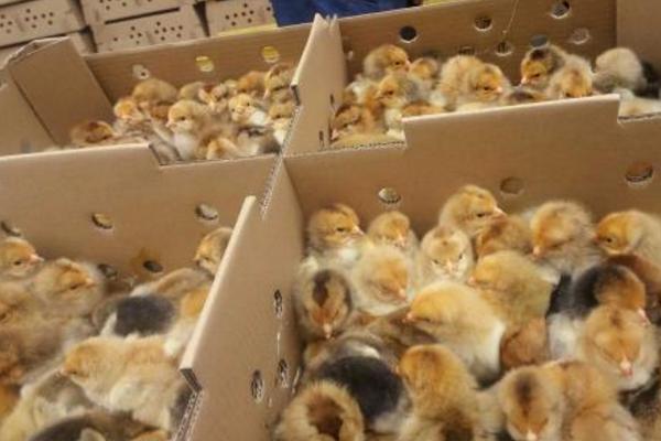 養雞喂什么好 養雞飼料怎么搭配雞長得快