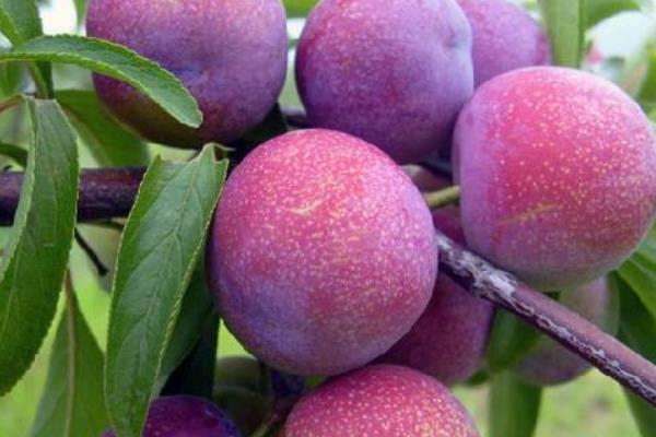 西梅是李子嗎 西梅和李子的區別是什么