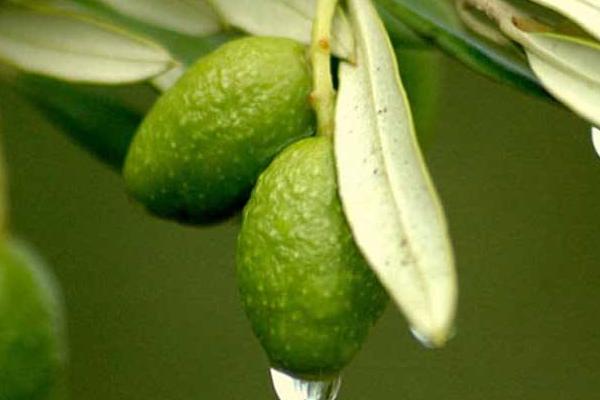 橄欖果的功效與作用 橄欖果藥用價值