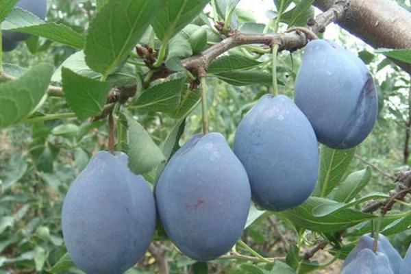 西梅是李子嗎 西梅和李子的區別是什么