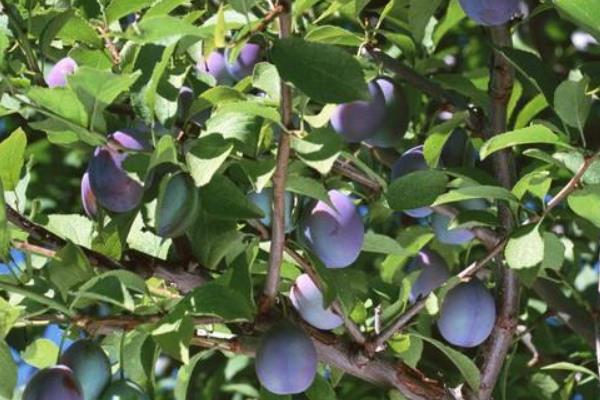 西梅是李子嗎 西梅和李子的區別是什么