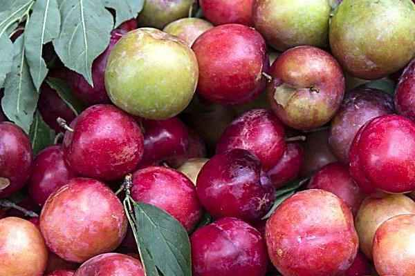 西梅是李子嗎 西梅和李子的區別是什么