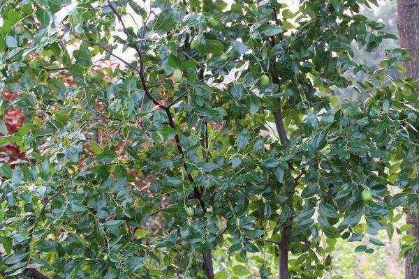 大棗樹苗怎么種 大棗樹苗種植方法與注意事項(xiàng)