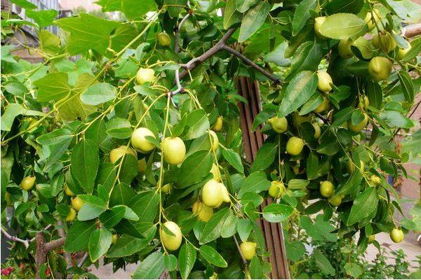 大棗樹苗怎么種 大棗樹苗種植方法與注意事項(xiàng)