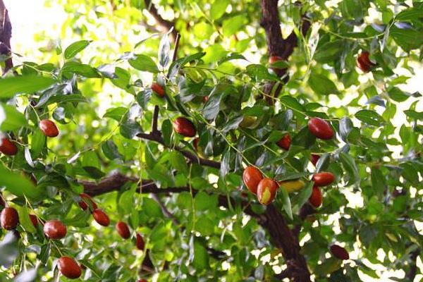 大棗樹苗怎么種 大棗樹苗種植方法與注意事項(xiàng)