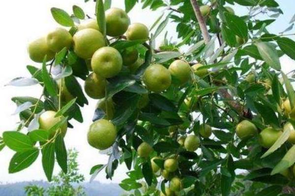 大棗樹苗怎么種 大棗樹苗種植方法與注意事項(xiàng)