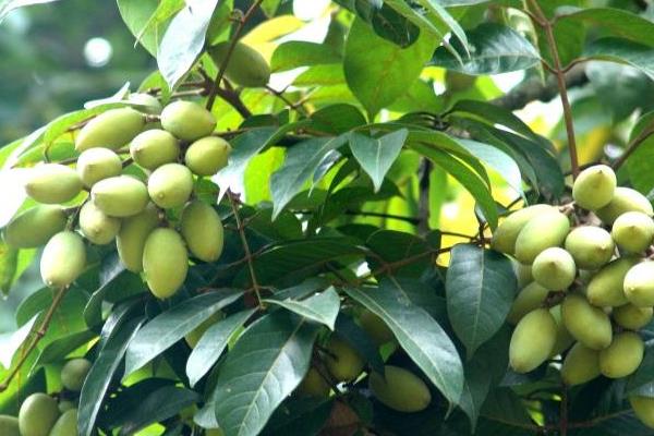 青橄欖的功效與作用及禁忌 青橄欖藥用價值