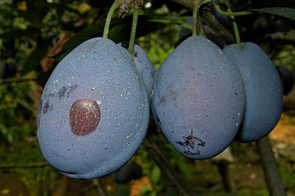 西梅是李子嗎 西梅和李子的區別是什么