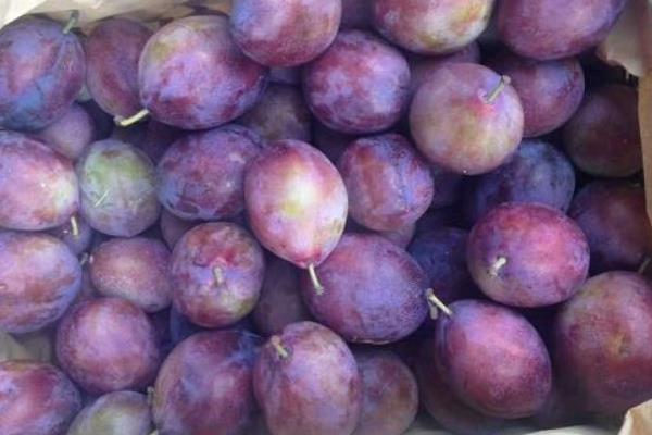 西梅是李子嗎 西梅和李子的區別是什么