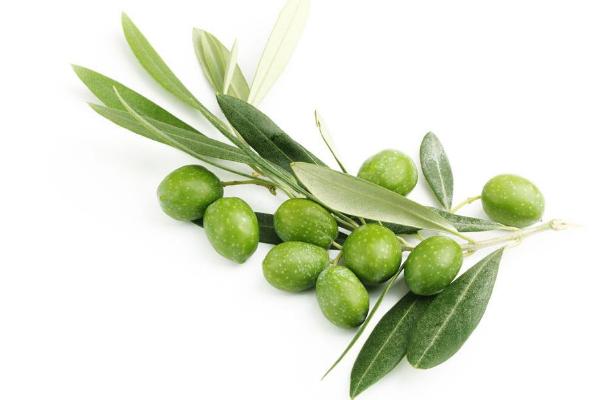 橄欖什么時候上市（幾月） 橄欖是什么季節的水果