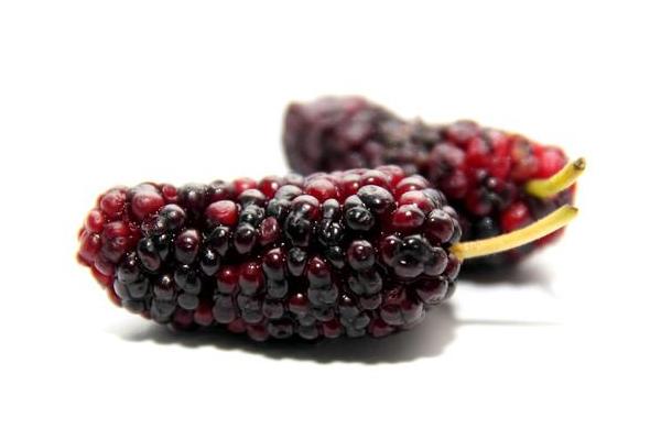 桑葚圖片大全 桑葚有哪些品種