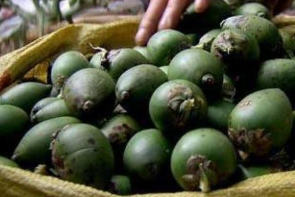 長期吃檳榔有哪些危害 檳榔是哪里的特產