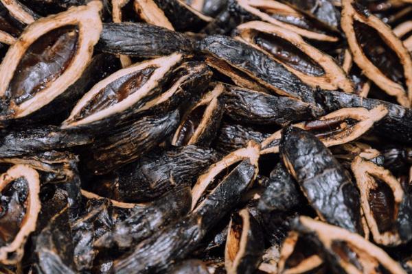 檳榔四消丸的功效與作用 常吃檳榔的危害有哪些