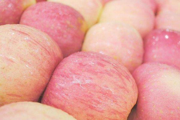 紅富士蘋果市場價格多少錢一斤 紅富士蘋果的產地