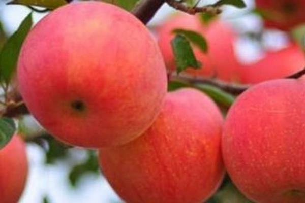 紅富士蘋果市場價格多少錢一斤 紅富士蘋果的產地