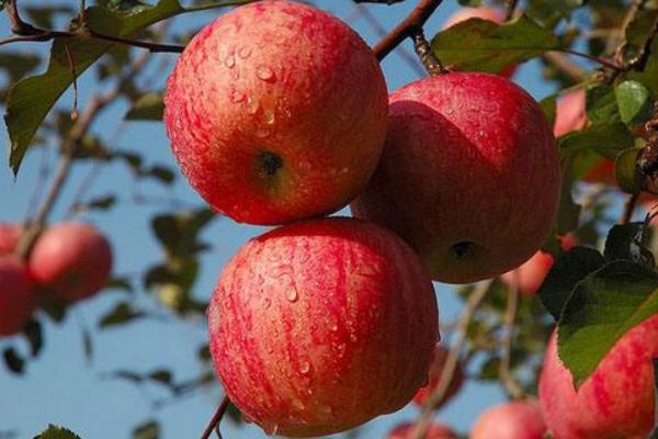 紅富士蘋果市場價格多少錢一斤 紅富士蘋果的產地