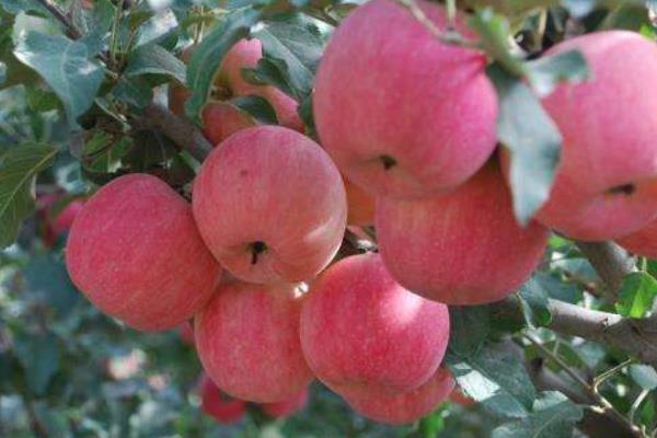 紅富士蘋果原產地在哪里 紅富士蘋果哪里最出名最好