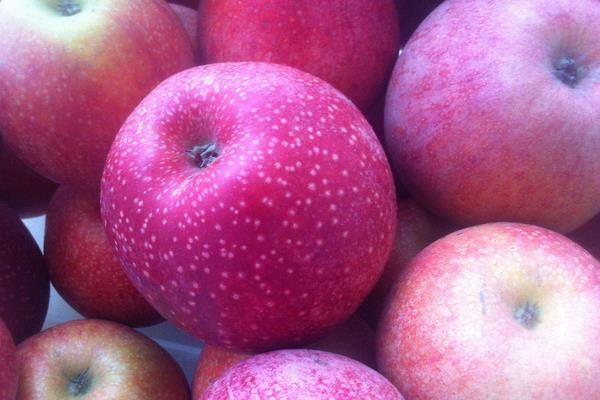 秦冠蘋果產地在哪里 秦冠蘋果市場價格多少錢一斤