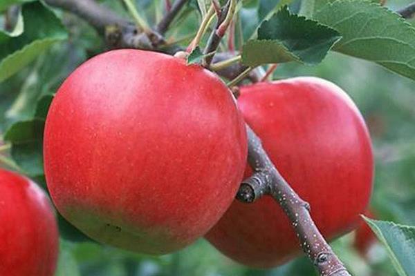 秦冠蘋果產地在哪里 秦冠蘋果市場價格多少錢一斤