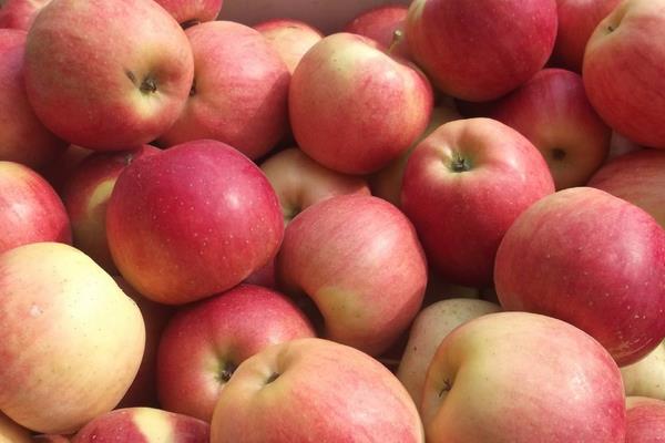 秦冠蘋果產地在哪里 秦冠蘋果市場價格多少錢一斤