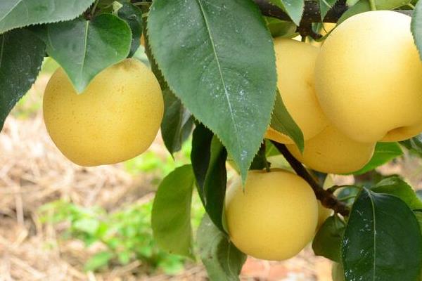 黃元帥蘋果市場價格多少錢一斤 黃元帥蘋果的營養價值