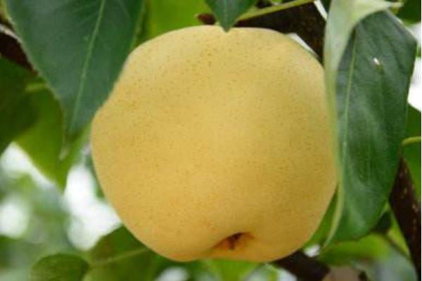 黃元帥蘋果市場價格多少錢一斤 黃元帥蘋果的營養價值