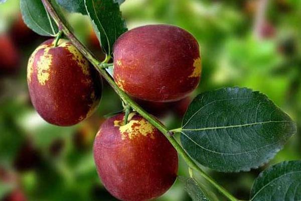 大棗什么時(shí)候吃最好 大棗好還是小棗好