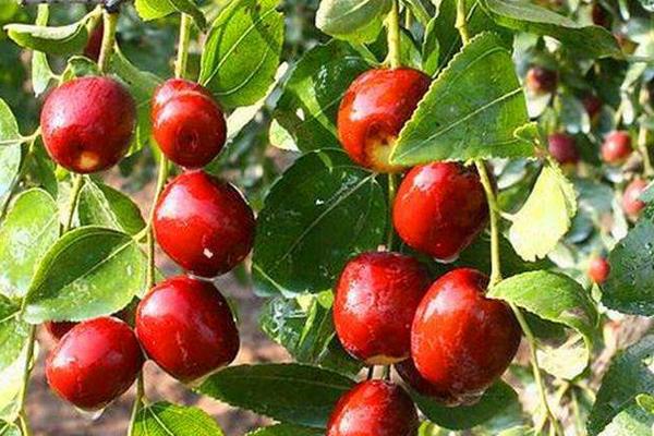 大棗樹(shù)苗怎么種 大棗樹(shù)苗種植方法與注意事項(xiàng)