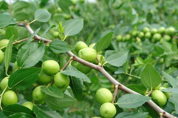 大棗樹苗怎么種 大棗樹苗種植方法與注意事項(xiàng)