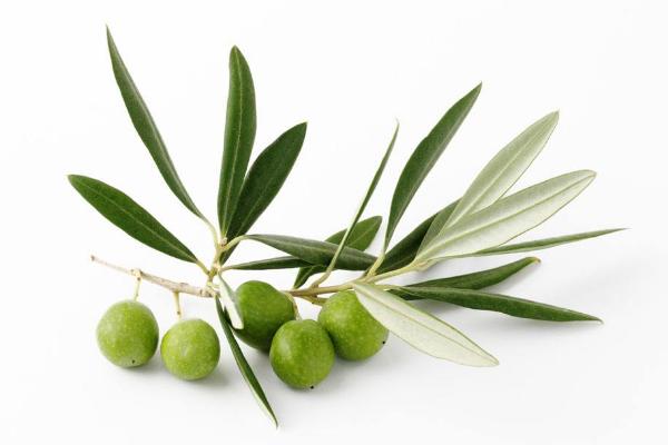 橄欖果的功效與作用 橄欖果藥用價值