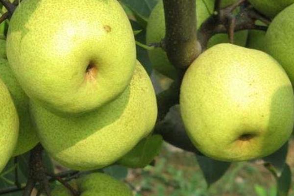 萊陽梨什么時候成熟 萊陽梨哪里產的最正宗