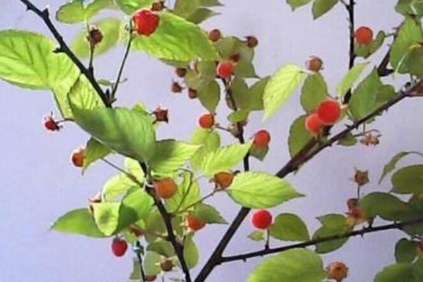 覆盆子種苗市場價格多少錢一棵 覆盆子一畝產量多少