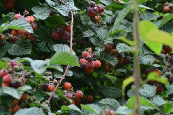 覆盆子種苗市場價格多少錢一棵 覆盆子一畝產量多少