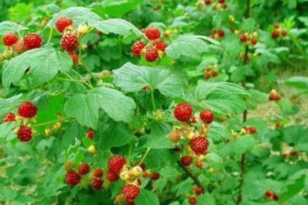 覆盆子種苗市場價格多少錢一棵 覆盆子一畝產量多少