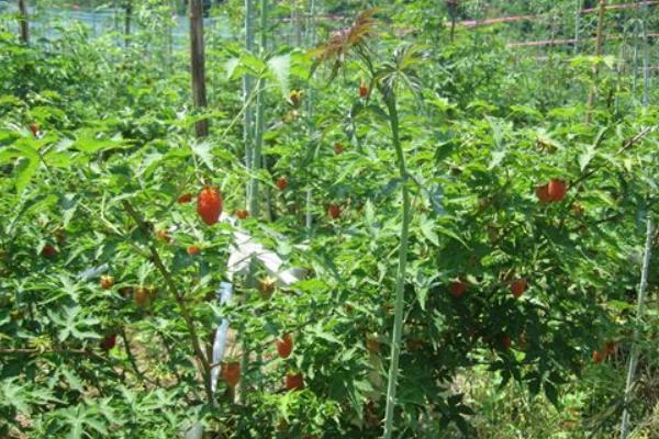 覆盆子種苗市場價格多少錢一棵 覆盆子一畝產量多少