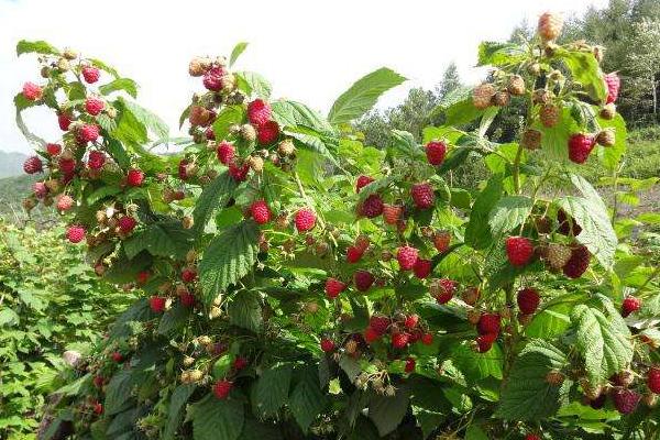 覆盆子種苗市場價格多少錢一棵 覆盆子一畝產量多少