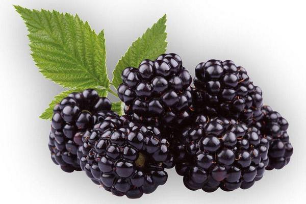 桑葚怎么吃 桑葚吃多了會怎樣