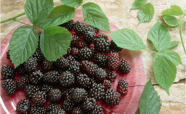 桑葚怎么吃 桑葚吃多了會怎樣