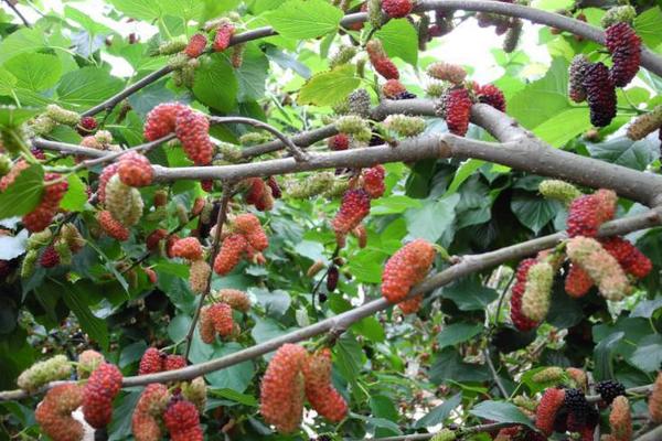 桑葚樹苗市場價格多少錢一棵 桑葚樹苗怎么種