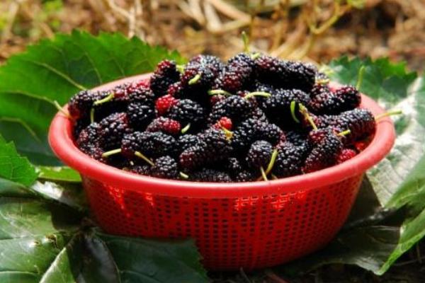 桑葚醋的功效與作用 桑葚醋的做法