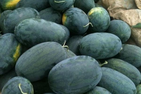 黑美人西瓜幾月成熟 黑美人西瓜什么時候上市