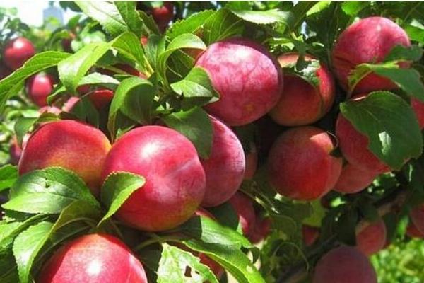 油桃怎么種 油桃種植方法與注意事項(xiàng)