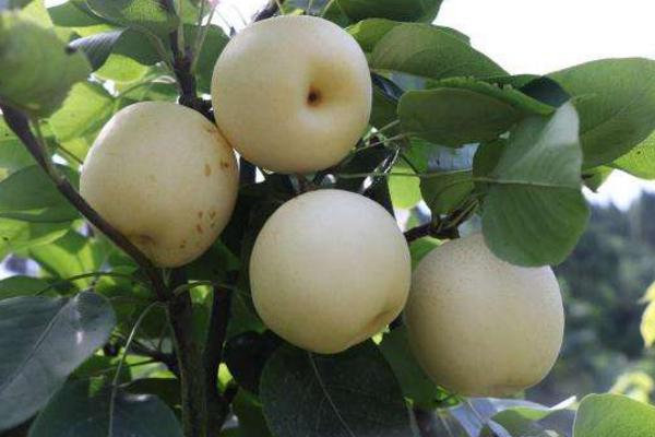 黃金梨市場價格多少錢一斤 黃金梨怎么做才好吃