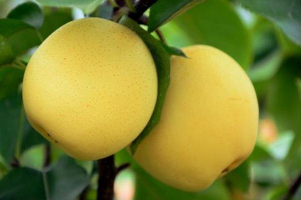 黃金梨市場價格多少錢一斤 黃金梨怎么做才好吃