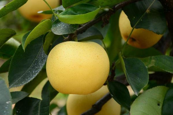 黃金梨畝產(chǎn)多少斤 黃金梨樹苗幾年掛果