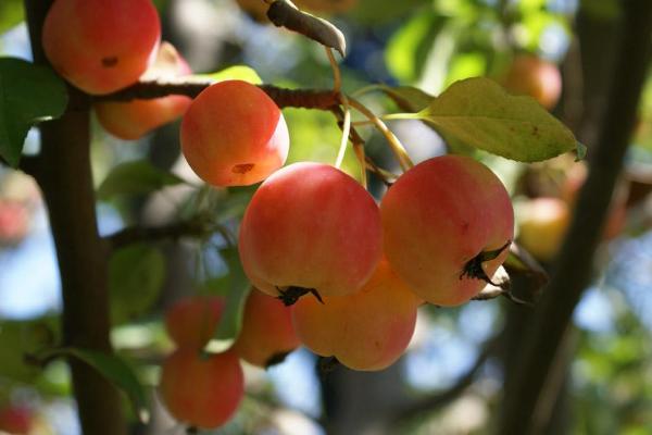 海棠果市場(chǎng)價(jià)格多少錢一斤 海棠果有哪些食用方法