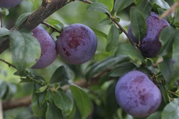 黑布林市場價格多少錢一斤 黑布林為什么那么貴