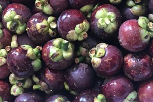 山竹圖片大全 山竹長在哪里